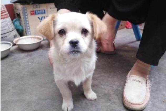 母犬孕期又生下孪生兄弟,主人发觉不对劲:这眼眶咋会事?