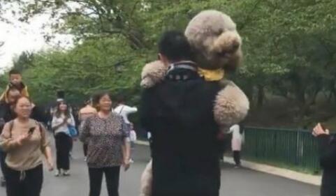 巨型泰迪犬不愿意回家了被主人背着回来，网友笑喷