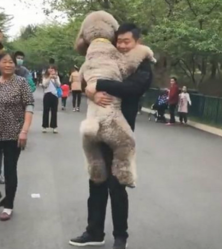 巨型泰迪犬不愿意回家了被主人背着回来，网友笑喷