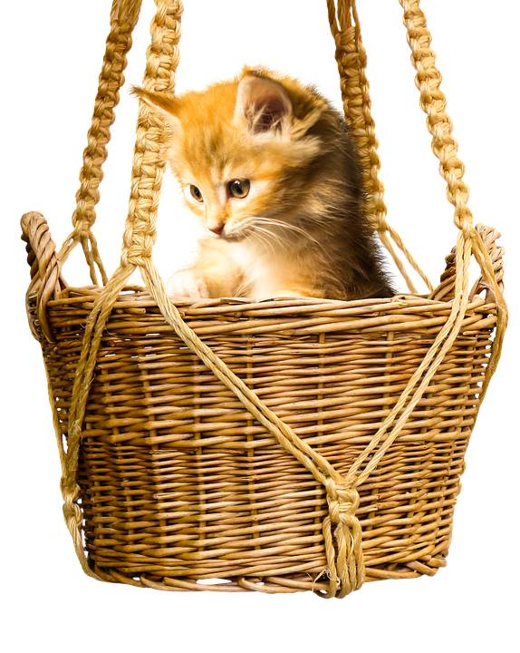 年轻的猫