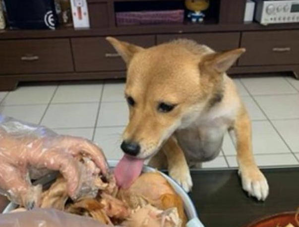 柴犬趁主人不留意的情况下，用舌头舔了下烤鸡腿，一海碗全是它的了！