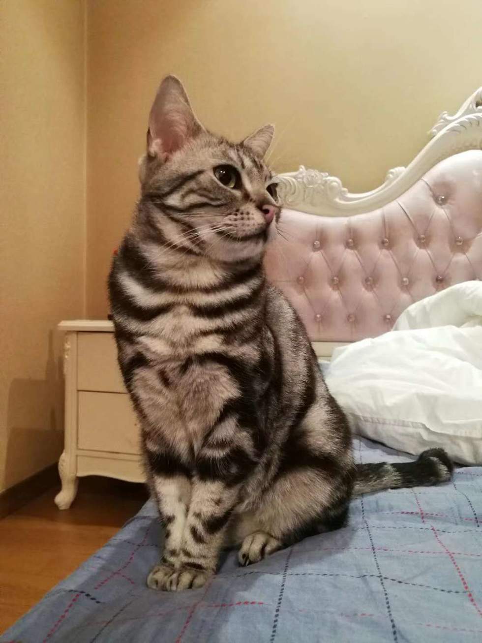 都说虎斑猫粘人，没有感觉到呢