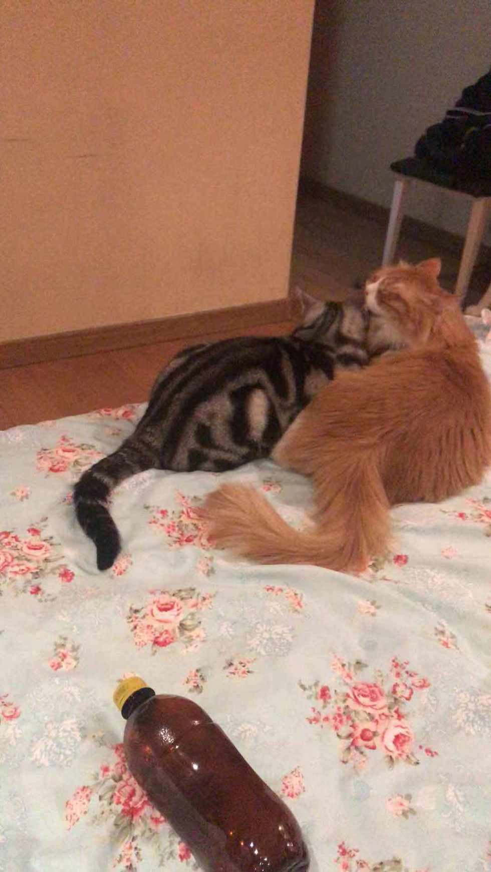 都说虎斑猫粘人，没有感觉到呢
