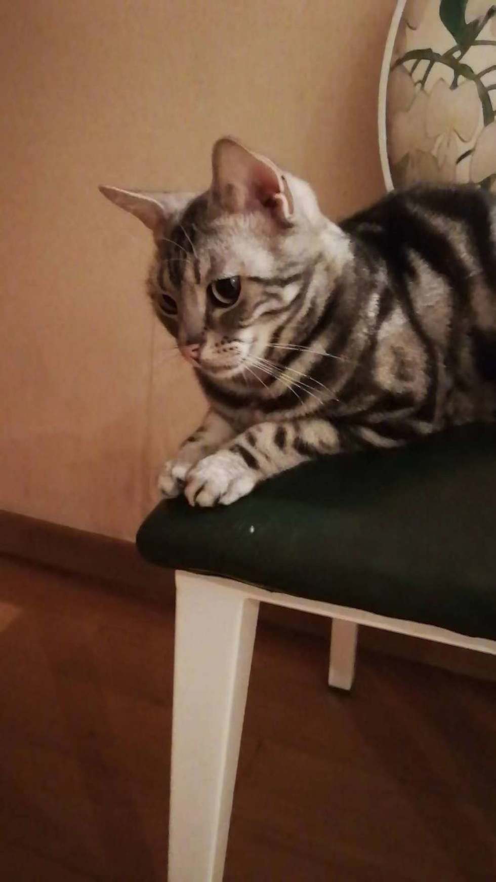 都说虎斑猫粘人，没有感觉到呢