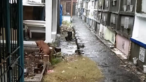 主人离世，忠犬坚守墓地3个月不离开！狗狗对主人的爱真是执着！