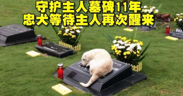 主人离世，忠犬坚守墓地3个月不离开！狗狗对主人的爱真是执着！