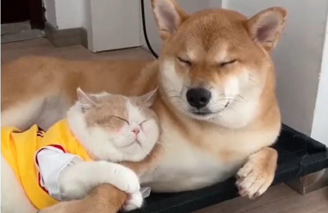 浙江一猫咪获得狗子宠爱就靠这一招!喵咪:我不松手,爱就不会走