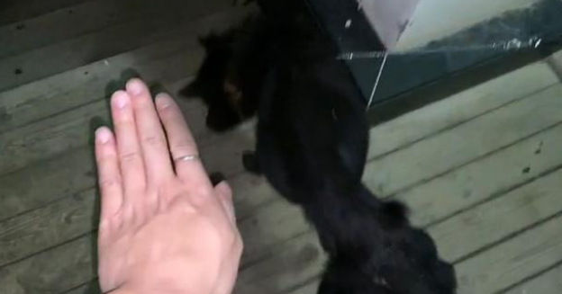 向人类求助的流浪狗,惨遭家犬驱赶,依然穷追不舍,它只想活下去