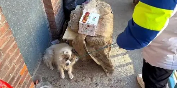 主人离世，狗狗依然守在门口，想要等他回来