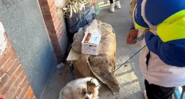 主人离世，狗狗依然守在门口，想要等他回来