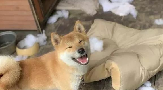 柴犬咬烂布娃娃棉絮满是地，一瞬间作出的反映真是是柴界金马影帝！