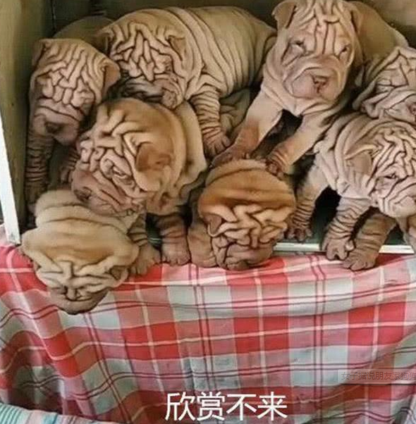 女子据说朋友家狗狗生了仔，本想带只回家了养：开门后一瞬间消除念头