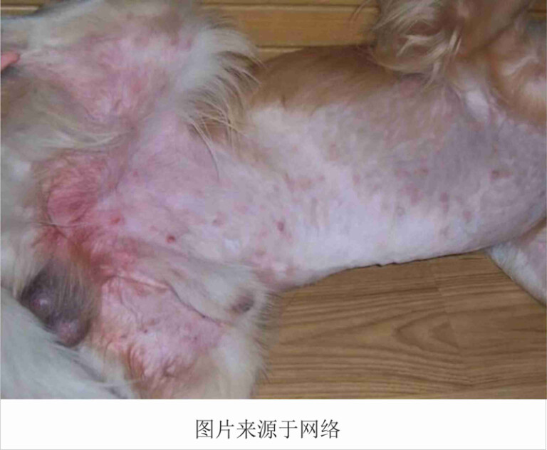 狗狗常见的皮肤病及治疗方法（含狗狗常见皮肤病图片）