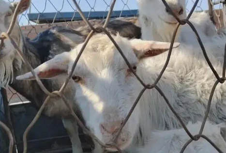 揪心，看了一辈子的老牧羊犬和怀孕的羊险些进了屠宰场