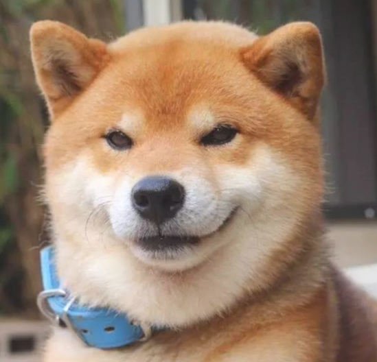 柴犬照镜子后开始不得劲了，还和自身发生争执：里边的家伙快出来！