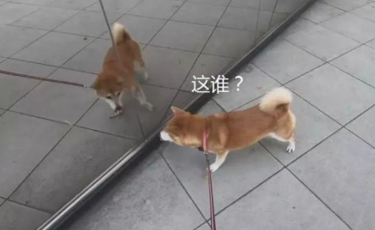 柴犬照镜子后开始不得劲了，还和自身发生争执：里边的家伙快出来！