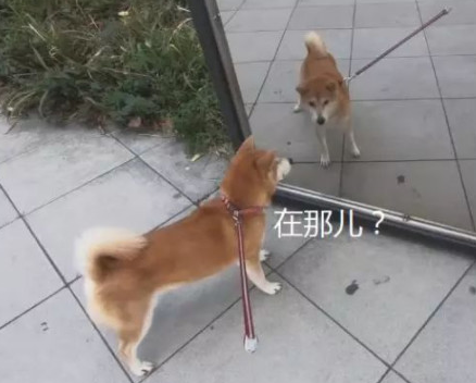 柴犬照镜子后开始不得劲了，还和自身发生争执：里边的家伙快出来！