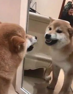 柴犬照镜子后开始不得劲了，还和自身发生争执：里边的家伙快出来！
