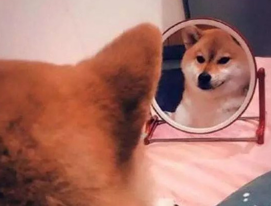 柴犬照镜子后开始不得劲了，还和自身发生争执：里边的家伙快出来！