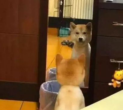 柴犬照镜子后开始不得劲了，还和自身发生争执：里边的家伙快出来！