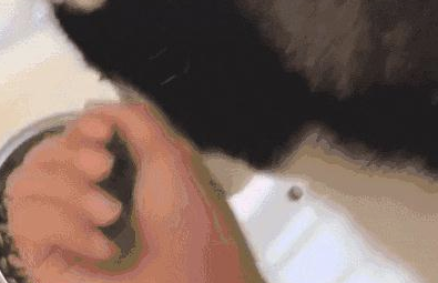 网友从哈士奇的碗里抓了一把狗粮吃，它都懵了了：我们家要破产了？