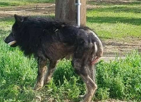 加州路边有只怪物？原来是一只受伤的德国狼犬