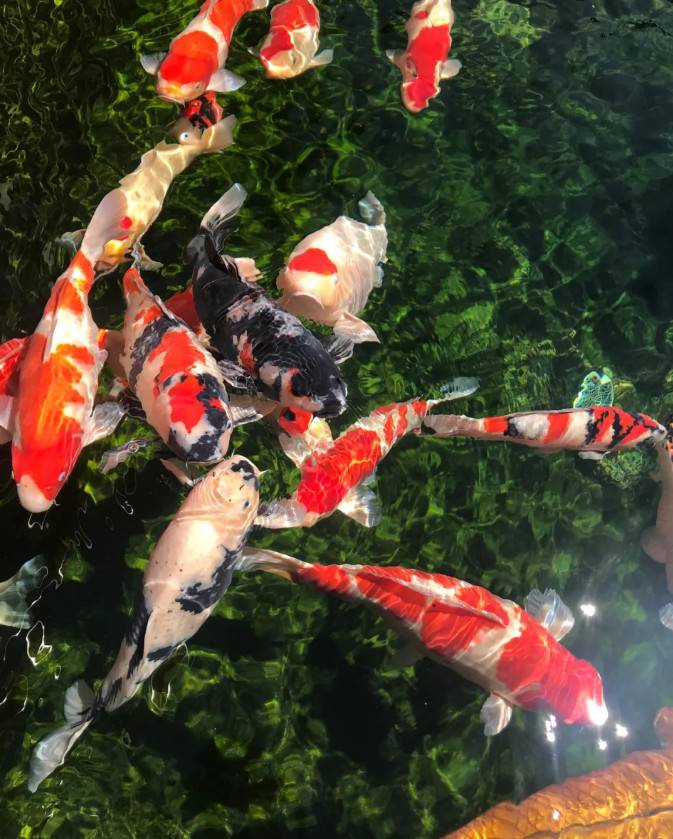 漂亮的锦鲤