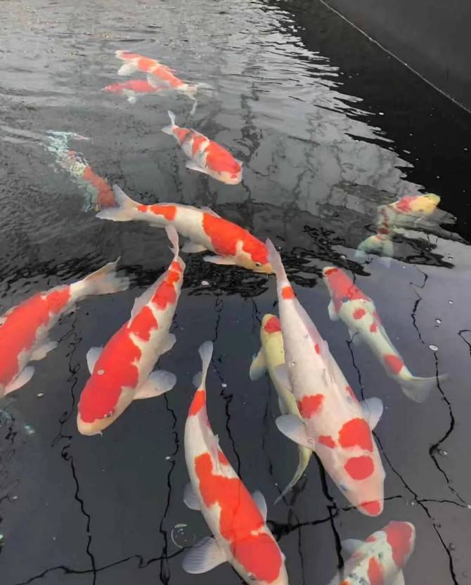 漂亮的锦鲤
