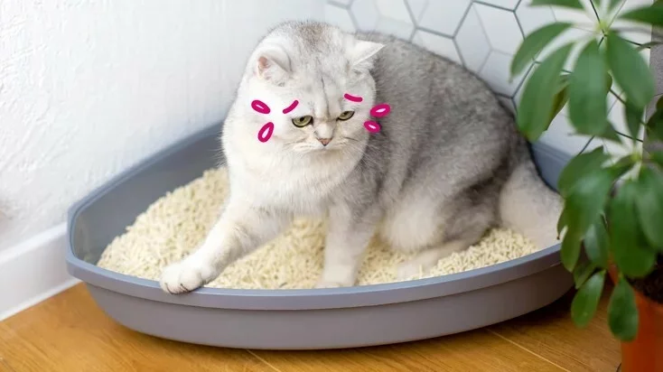 猫尿道炎：症状、诊断和治疗