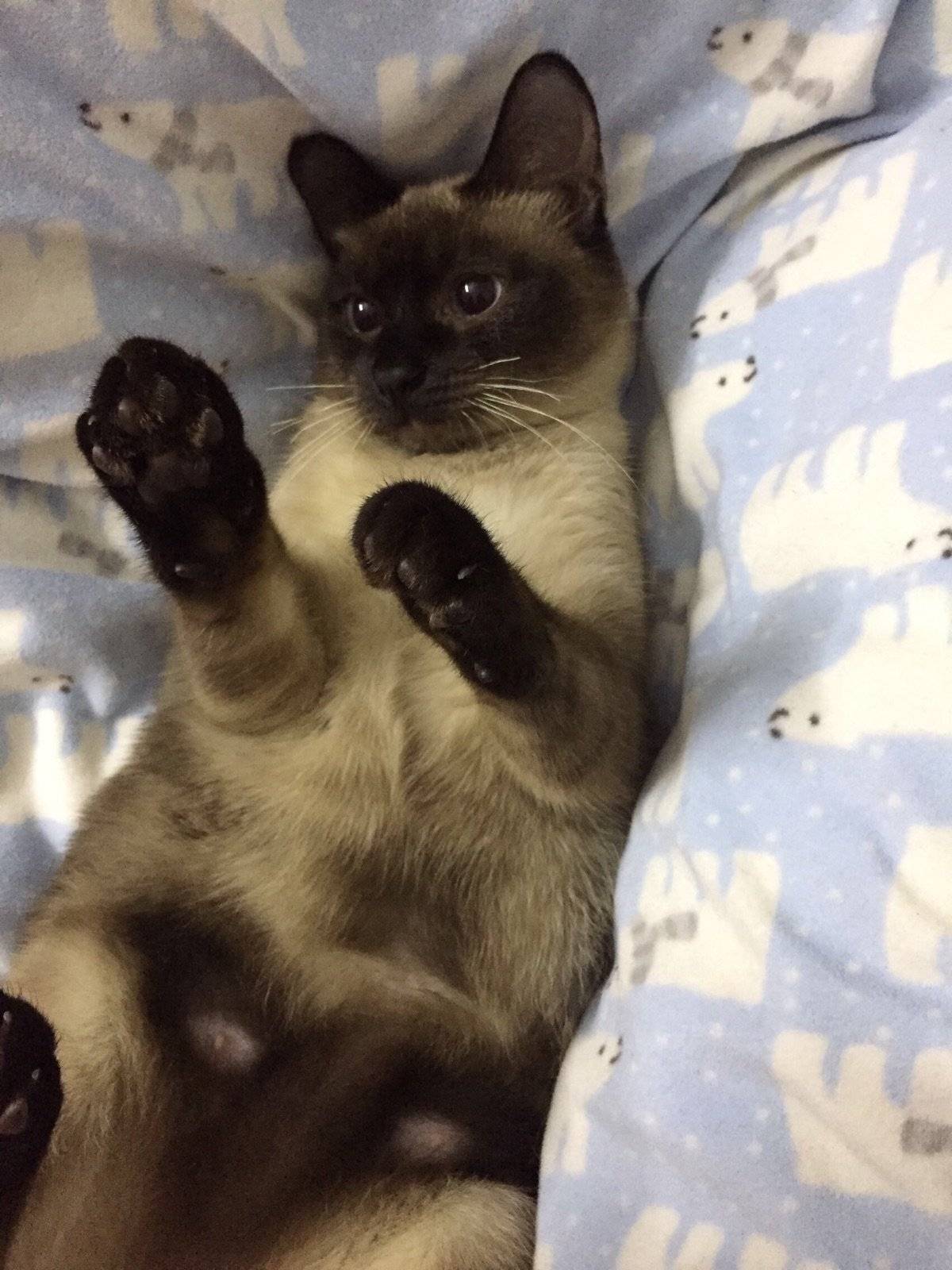 暹罗猫