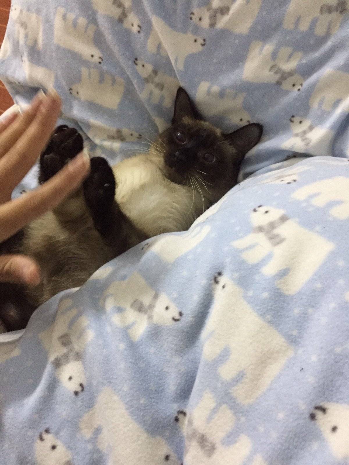 暹罗猫