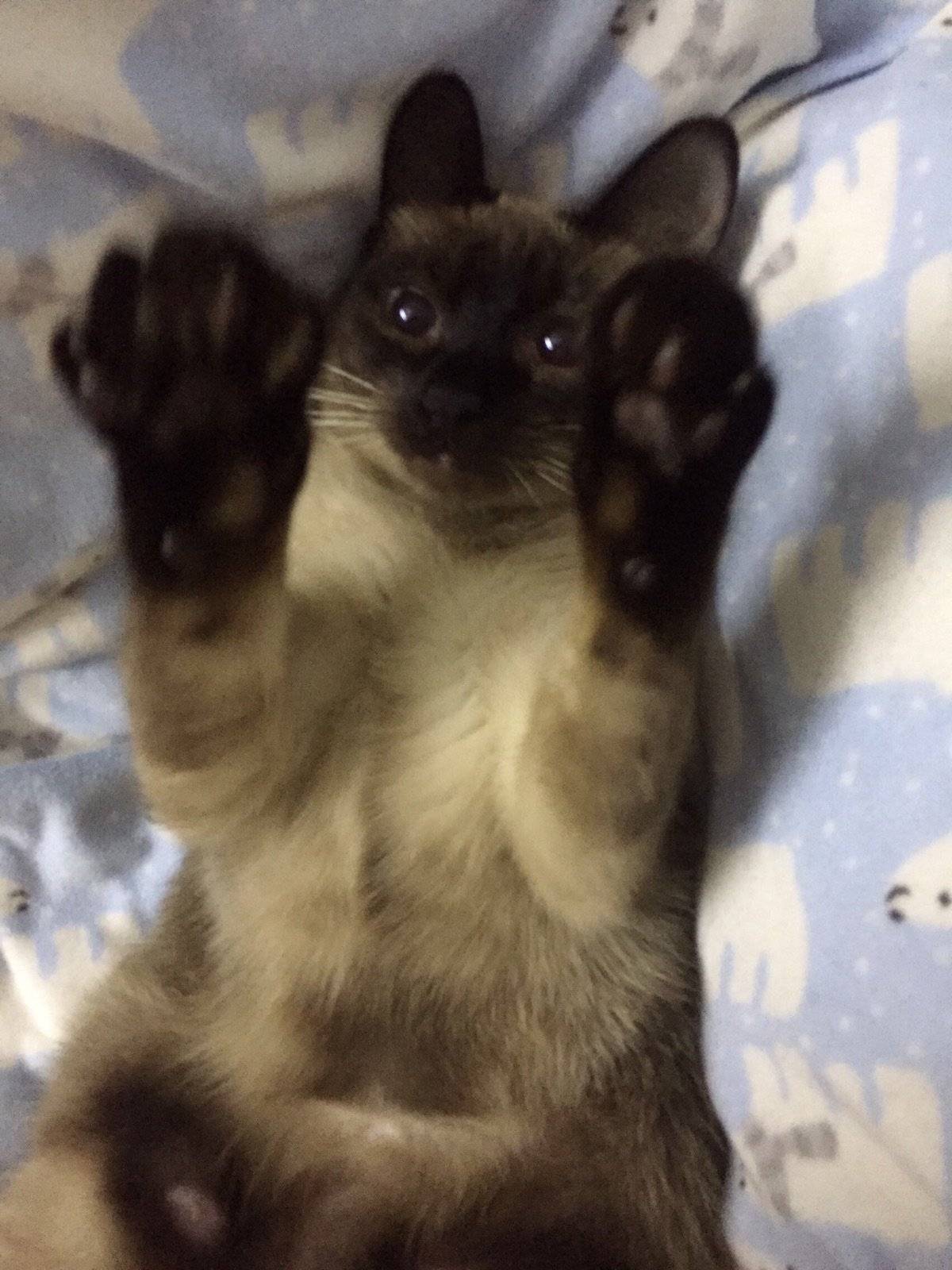 暹罗猫