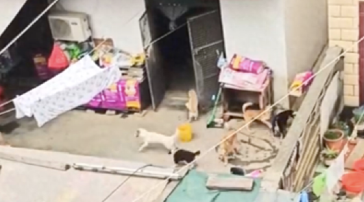 夫妻一共养了30只狗20只猫，退休金全都用来喂养了
