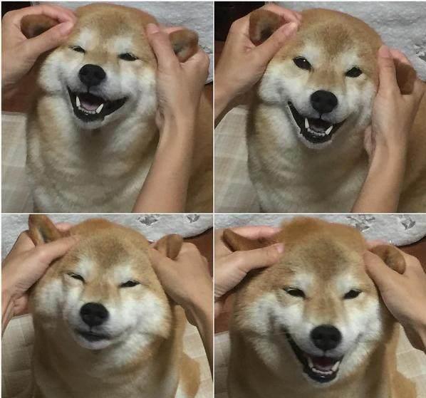 狗狗的模仿能力到底有多强？