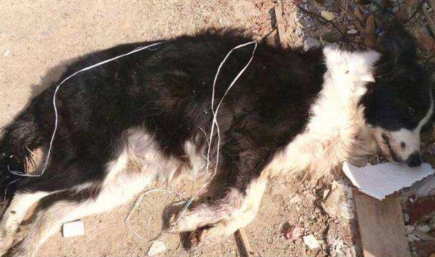 狗狗在暴雨中叫了一夜，主人没当回事，隔天起來肠道都悔青了！