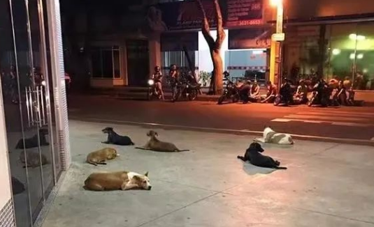 夜晚遛狗遭陌生男子数次搭讪，多亏流浪狗出面救了她一命！