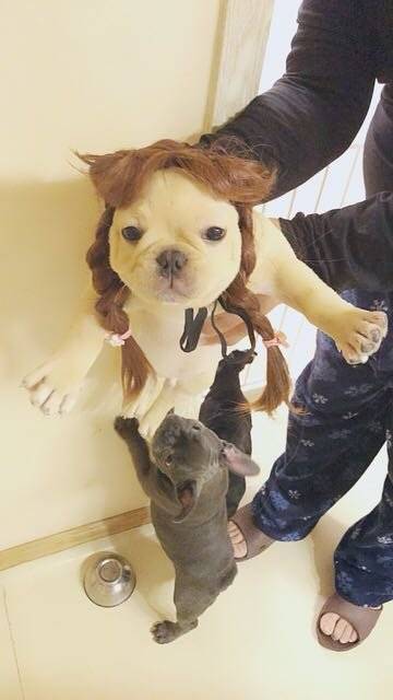 (法国斗牛犬)不要疯狂的迷恋哥。哥就是个传说