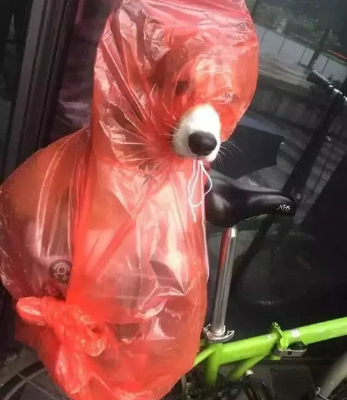 主人把狗狗放公司楼下避雨，同事过去一看简直笑喷