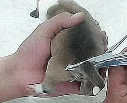 狗狗刚出生不久，主人急着断尾，拿出剪刀后，这操作看着都疼