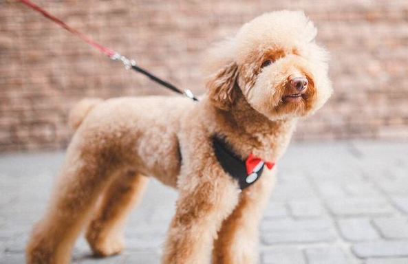 泰迪犬出現这5种个人行为，表明它要反抗你了，小心咬你！