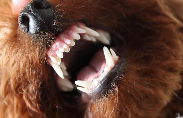 泰迪犬出現这5种个人行为，表明它要反抗你了，小心咬你！
