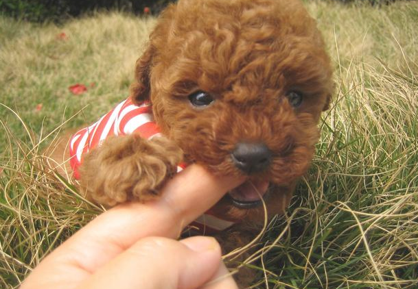 泰迪犬出現这5种个人行为，表明它要反抗你了，小心咬你！