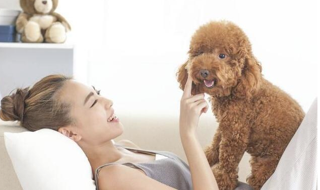 泰迪犬出現这5种个人行为，表明它要反抗你了，小心咬你！