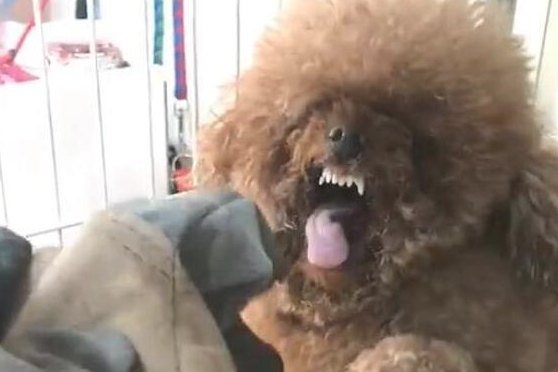 泰迪犬出現这5种个人行为，表明它要反抗你了，小心咬你！