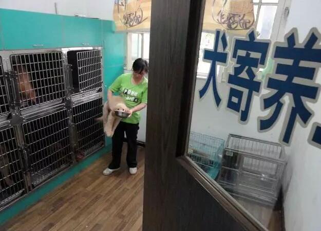 兽医坦诚：这几件事，宠主不要做，会让狗狗伤透心的