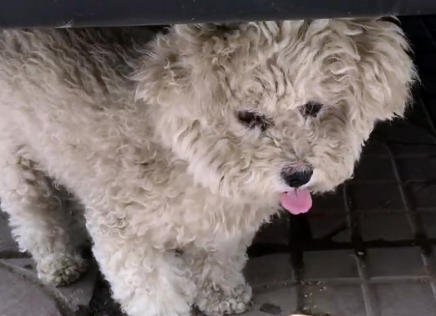 内心傲娇的流浪比熊犬，拒绝人类好意，她用一个月时间改变它