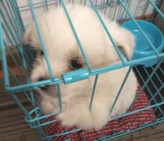 从垃圾堆里扒出去只流浪犬，女生带去宠物用品店后，老总得话令人寒心
