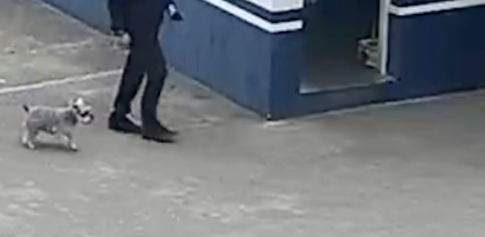 狗狗走丢后跑派出所求助，民警不知它来意送出门外，它又再次进来