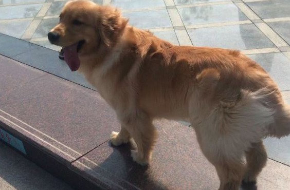金毛昂首挺胸走在路上走，却看不见以往热闹，狗：人呢？