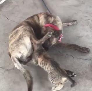 小黑猫把大黑狗当成了妈妈，竟然想要喝奶，女主人看到后羞红了脸